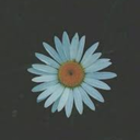 the-begining-of-canges avatar