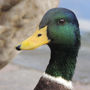 the-best-ducks avatar