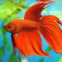 the-betta-blog avatar