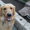 the-bi-pineapple avatar