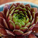 the-bibliophiles-garden avatar