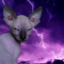 the-bingus-within avatar