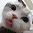 the-bipolab-girl avatar