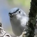the-bird-identifier avatar