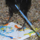 the-bird-painter avatar