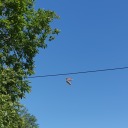 the-blissful-one avatar