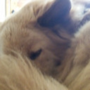 the-blonde-wolf avatar