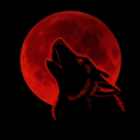 the-bloody-wolfy avatar