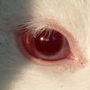 the-blue-lashes avatar