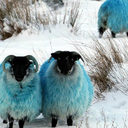 the-blue-sheep-blog avatar