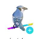 the-bluejay-system7 avatar