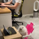 the-boob-of-destiny avatar