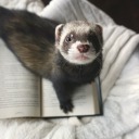 the-book-ferret avatar