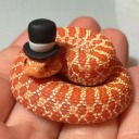 the-book-snake avatar