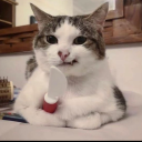 the-boy-in-a-dress avatar