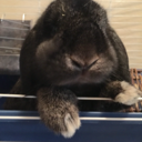 the-brave-blue-box avatar