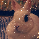 the-bun-bun-hun avatar