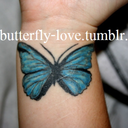 the-butterfly-love avatar