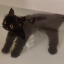 the-butternut-tree avatar