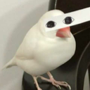 the-c-a-p-p-e-r avatar