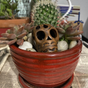 the-cactus-blossom avatar