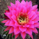 the-cactus-queen avatar