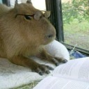 the-carpincho avatar