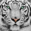 the-cats-cauldron avatar