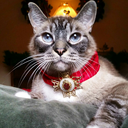 the-catsford-monarchy avatar