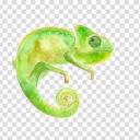 the-chameleon-has-a-blog avatar