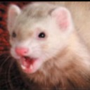 the-chaotic-ferret avatar