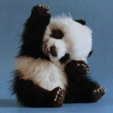 the-chaotic-panda avatar