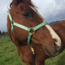 the-chestnut-ottb avatar