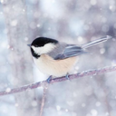 the-chickadee avatar