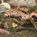 the-churroguy avatar