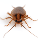 the-cockroach avatar