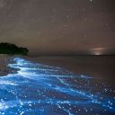 the-conch-plays-c-sharp avatar