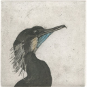 the-cormorant avatar