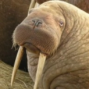 the-cornuthaum avatar