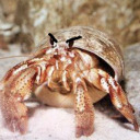 the-crab-wizard avatar