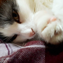 the-crooked-shelf avatar