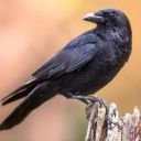 the-crow-flying avatar