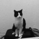 the-crows-world avatar