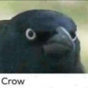 the-crows24 avatar