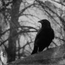 the-cryptic-crow avatar
