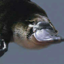 the-cunning-platypus avatar