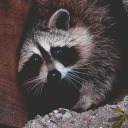 the-cutest-raccoon avatar