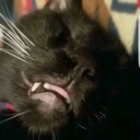 the-daily-doof avatar