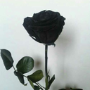 the-dancing-with-dragons-blog avatar