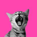 the-danger-kitten avatar